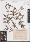 Foto von Salix caprea L. x Salix viminalis L.